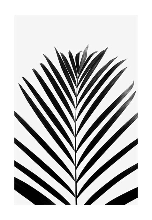 Lush TROPICAL Palms - B&W - Studio Nahili Lush TROPICAL Palms - B&W - Studio Nahili